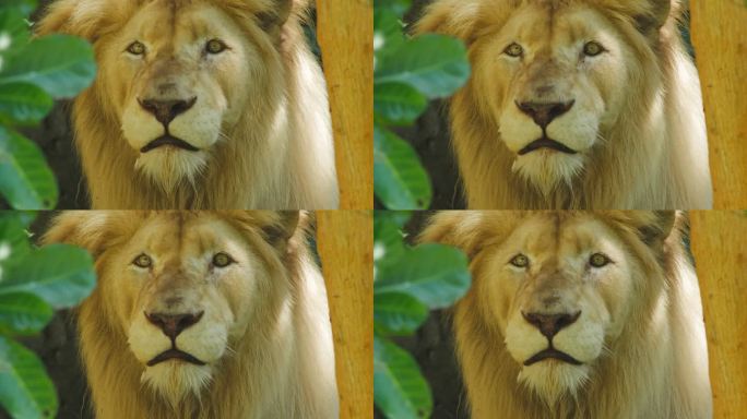 白色狮子头像特写森林雄狮特效