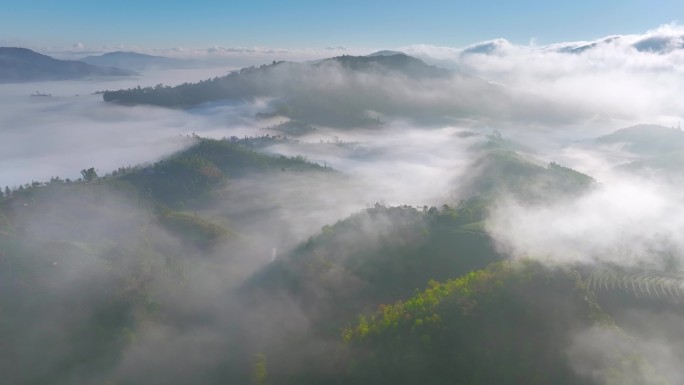 航拍茶山