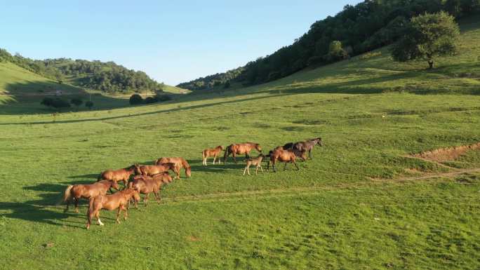 放马放牧马匹奔跑草原牧场航拍4K