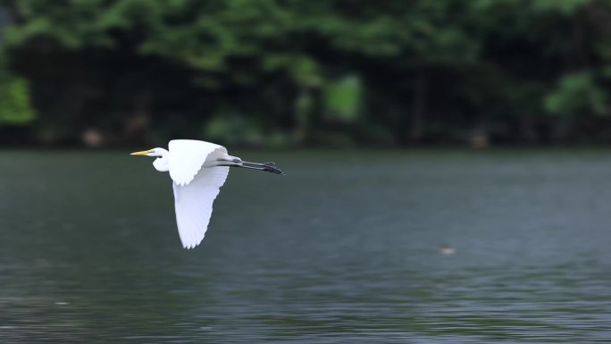 白鹭、飞翔、仙鹤