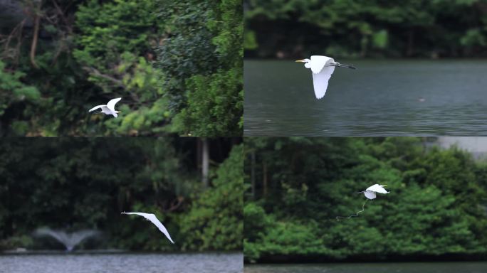 白鹭、飞翔、仙鹤