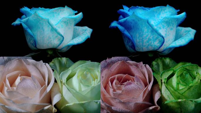 月季 玫瑰 鲜花 吸染 染色 延时摄影