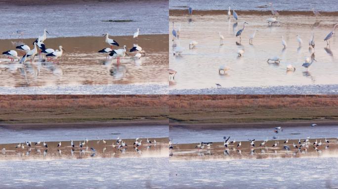 4K实拍鄱阳湖越冬候鸟东方白鹳、白琵鹭