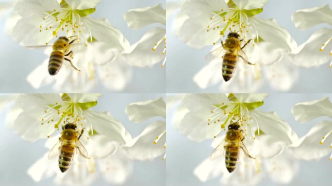 SLO MO LD Carniolan蜜蜂降落在樱花树的脆弱雄蕊上