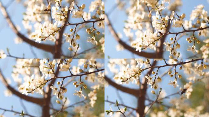 春天到了！！！春天开花蜜蜂采蜜树枝花朵