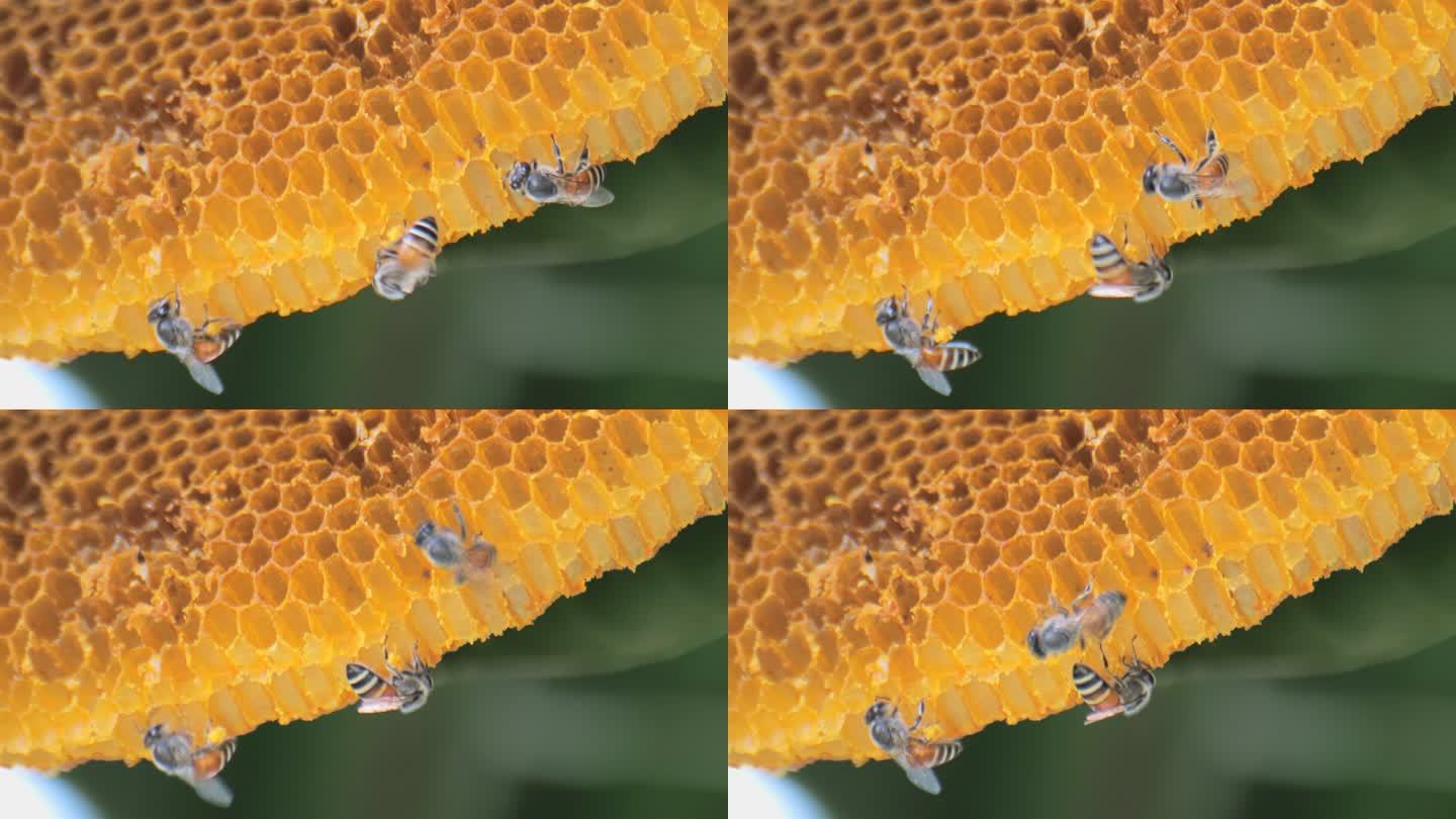 蜂窝上的蜜蜂蜜蜂巢穴蜂巢蜂蜜蜜糖高清微距