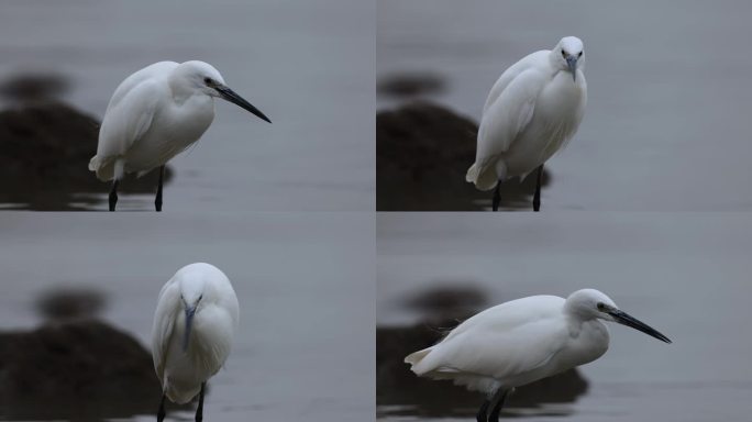 白鹭、飞翔、仙鹤