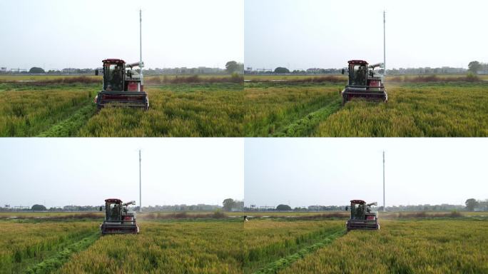 秋天丰收季割稻机农村稻田收割农业稻谷大米