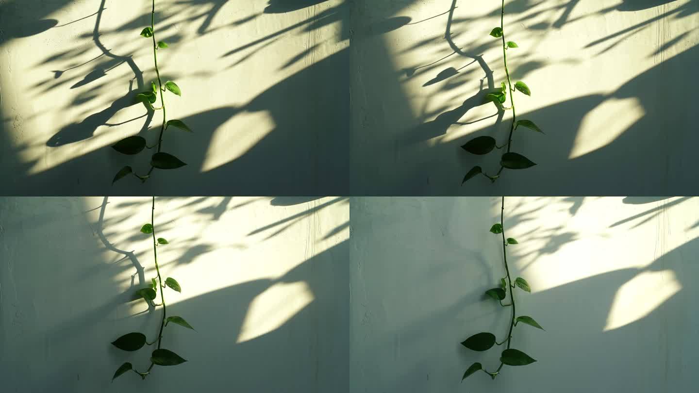 阳光植物光影变化绿萝叶子阴影延时时间流逝