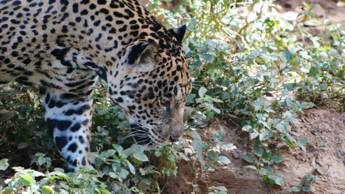 捷豹行走慢动作豹子视频通用素材野生动物