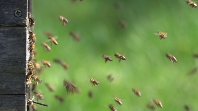 蜂巢上的蜜蜂养蜂人农业养殖蜂蜜蜜糖