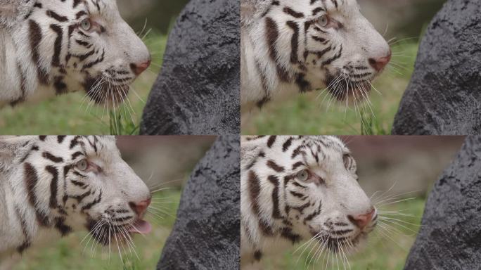 白虎特写白色老虎特写野兽