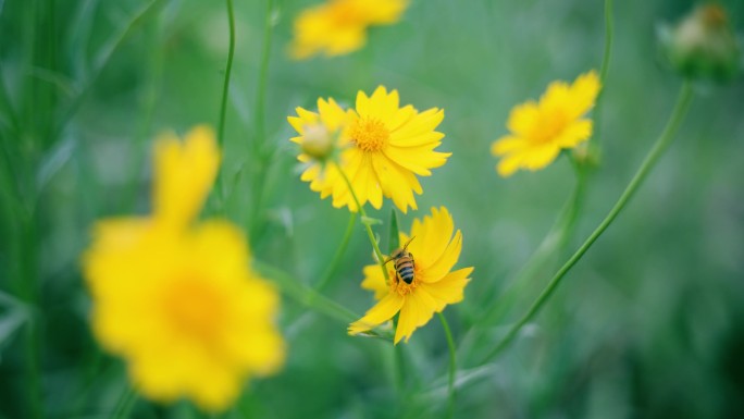 蜜蜂在黄花上采集花蜜