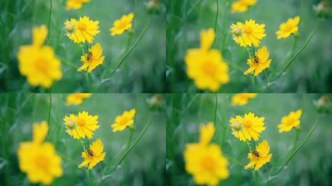 蜜蜂在黄花上采集花蜜