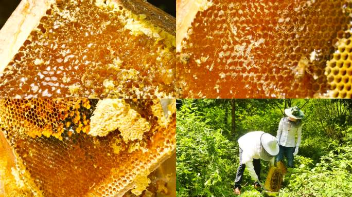 蜂农收蜂蜜