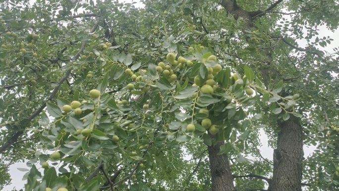 酸枣树 绿枣 夏天 冬枣 圆枣