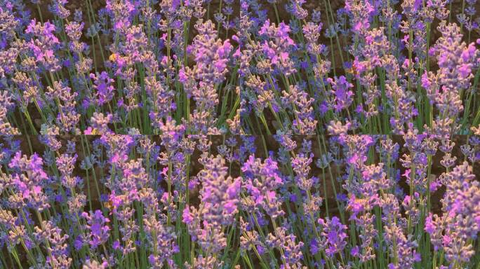 紫色薰衣草上的欧洲蜜蜂