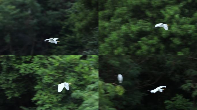 白鹭、飞翔、仙鹤