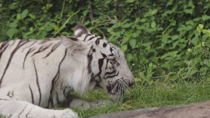 白虎特写老虎高清视频通用素材野生动物空镜