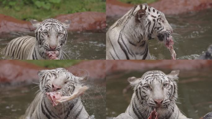 一只饥饿的白虎正在吃食物