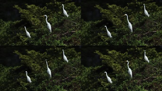 白鹭、飞翔、仙鹤