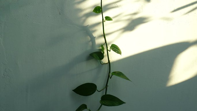 阳光植物光影变化绿萝叶子阴影延时时间流逝