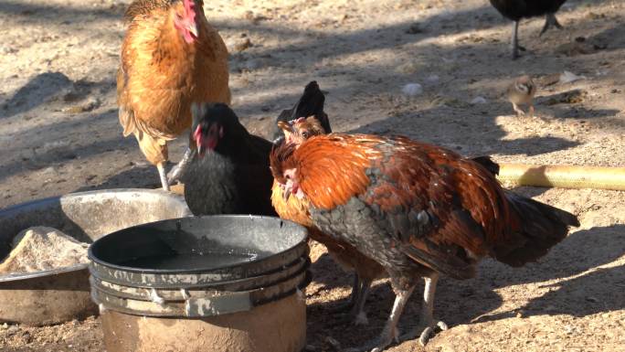 4K家禽养殖-农村鸡群在圈内低头喝水