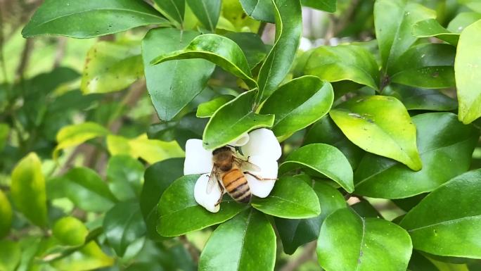 从Murraya橙花采集花粉的蜜蜂