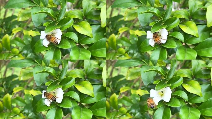 从Murraya橙花采集花粉的蜜蜂