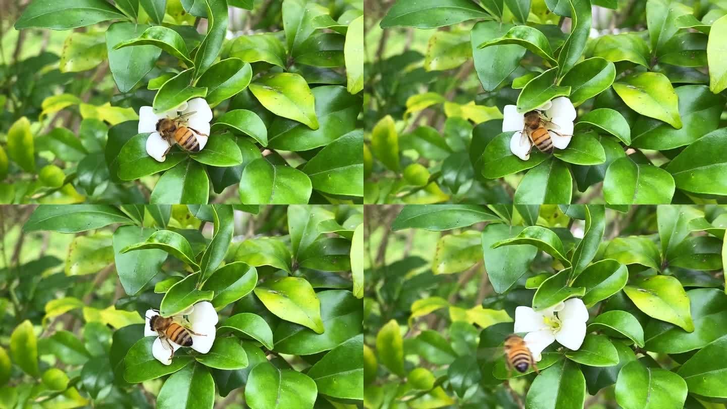 从Murraya橙花采集花粉的蜜蜂