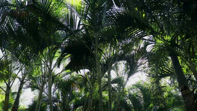 热带树木，棕榈树，室外泳池，三亚风光
