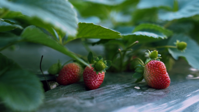 孩子草莓园摘草莓