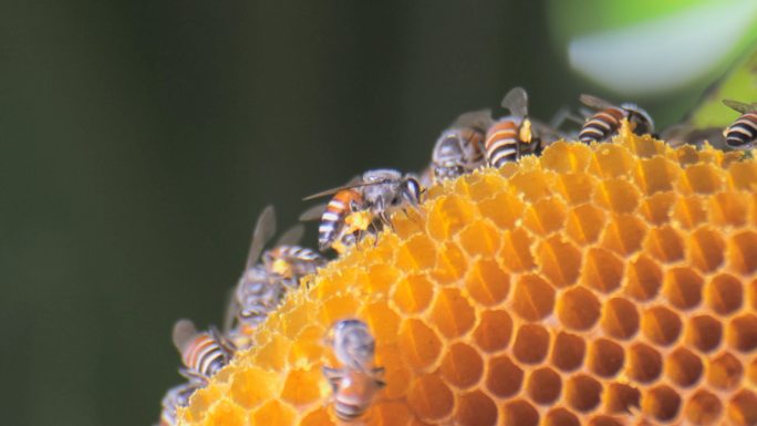 蜂窝上的蜜蜂蜜蜂巢穴蜂巢高清特写蜂蜜蜂胶