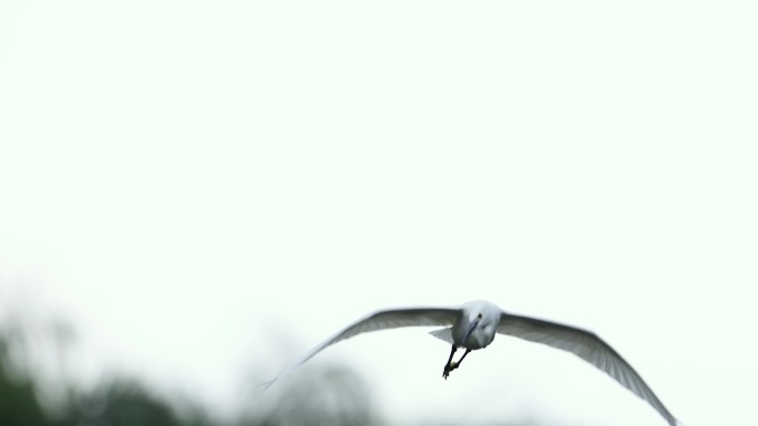 白鹭、飞翔、仙鹤