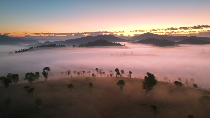 航拍茶山