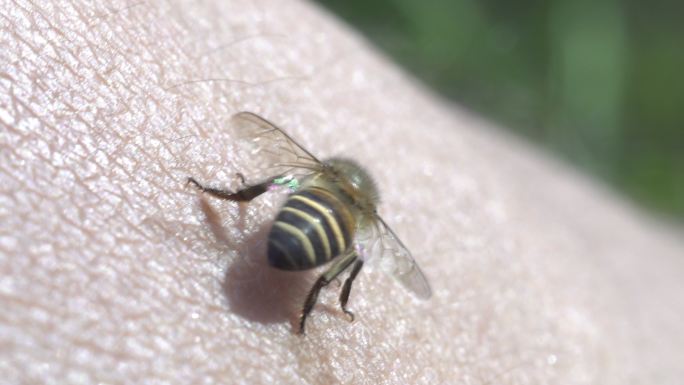 蜜蜂螫针蜜蜂采蜜蜂蜜动物生物昆虫