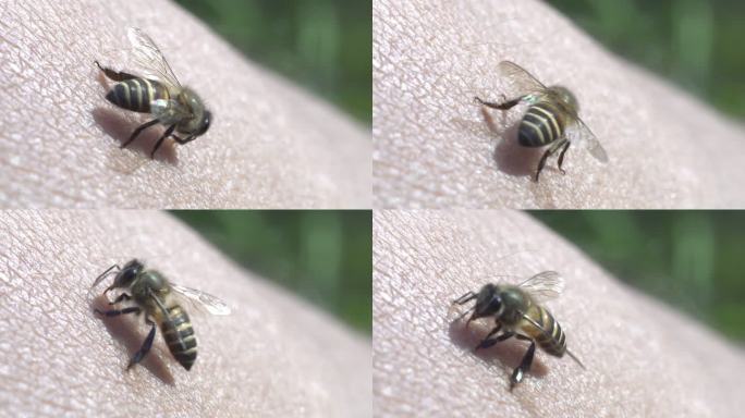 蜜蜂螫针蜜蜂采蜜蜂蜜动物生物昆虫