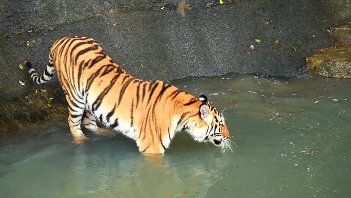 一只老虎在池塘里戏水。