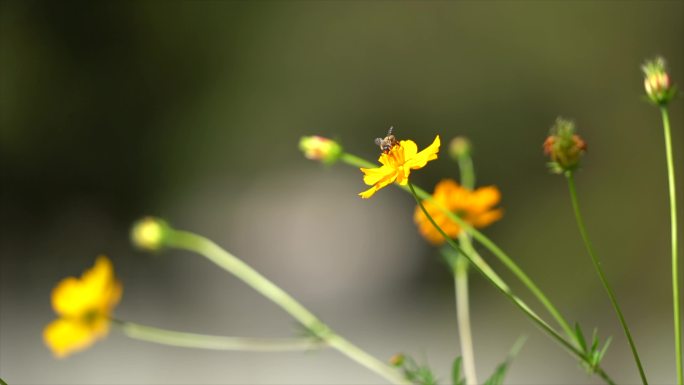 蝴蝶 蜜蜂 小花 蜜蜂采蜜 蝴蝶采花