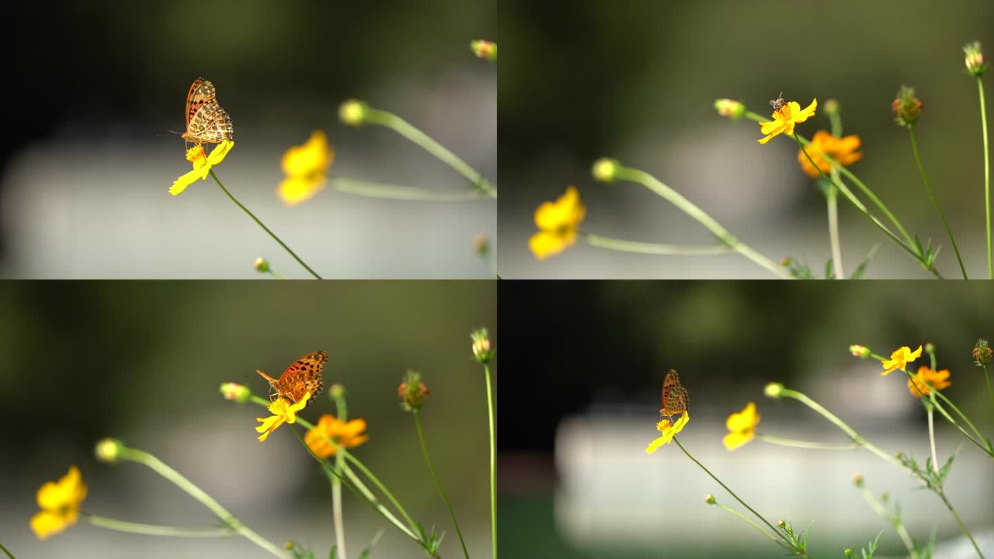 蝴蝶 蜜蜂 小花 蜜蜂采蜜 蝴蝶采花