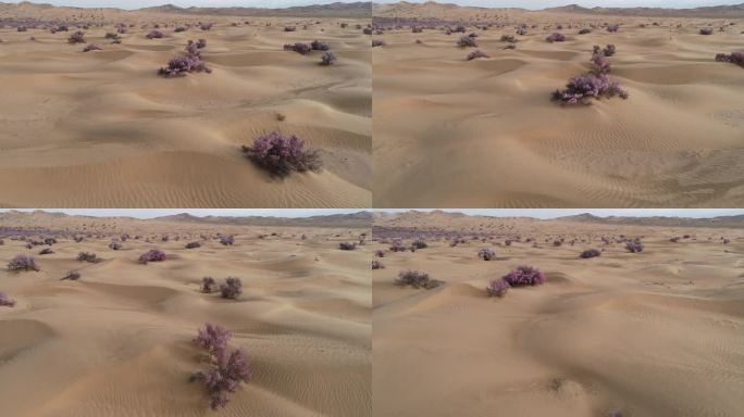 沙漠植物 蒙古扁桃 沙生物种 治沙 固沙