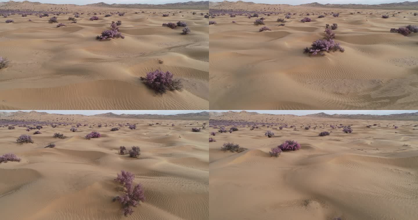 沙漠植物 蒙古扁桃 沙生物种 治沙 固沙