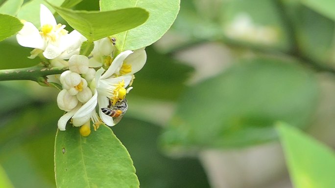 蜜蜂正在采集白花花粉上的花蜜。
