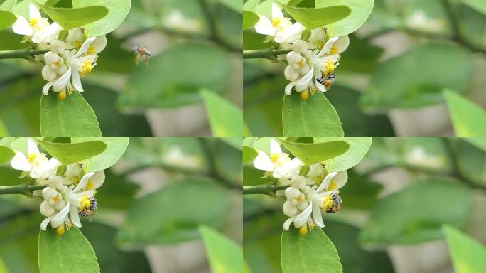 蜜蜂正在采集白花花粉上的花蜜。