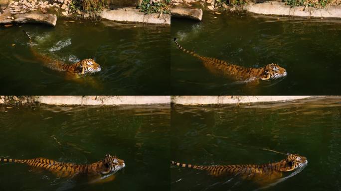 老虎在池塘游泳或戏水