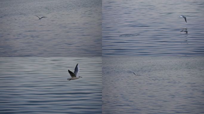 湖边鸟儿飞翔的海鸥