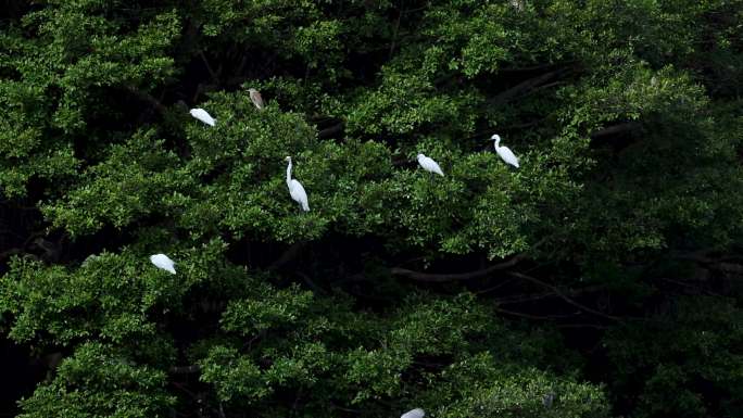 树上的白鹭、飞翔、仙鹤