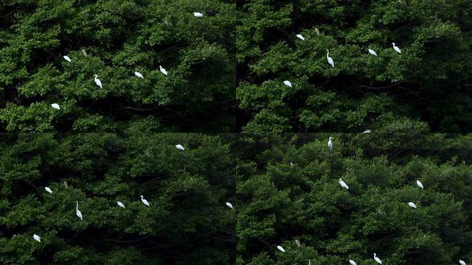 树上的白鹭、飞翔、仙鹤