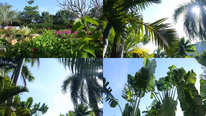 行走主观镜头，阳光树叶，光影热带植物