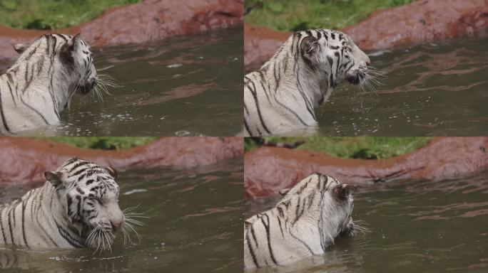 水中的猎人白虎白色老虎动物园白虎花纹